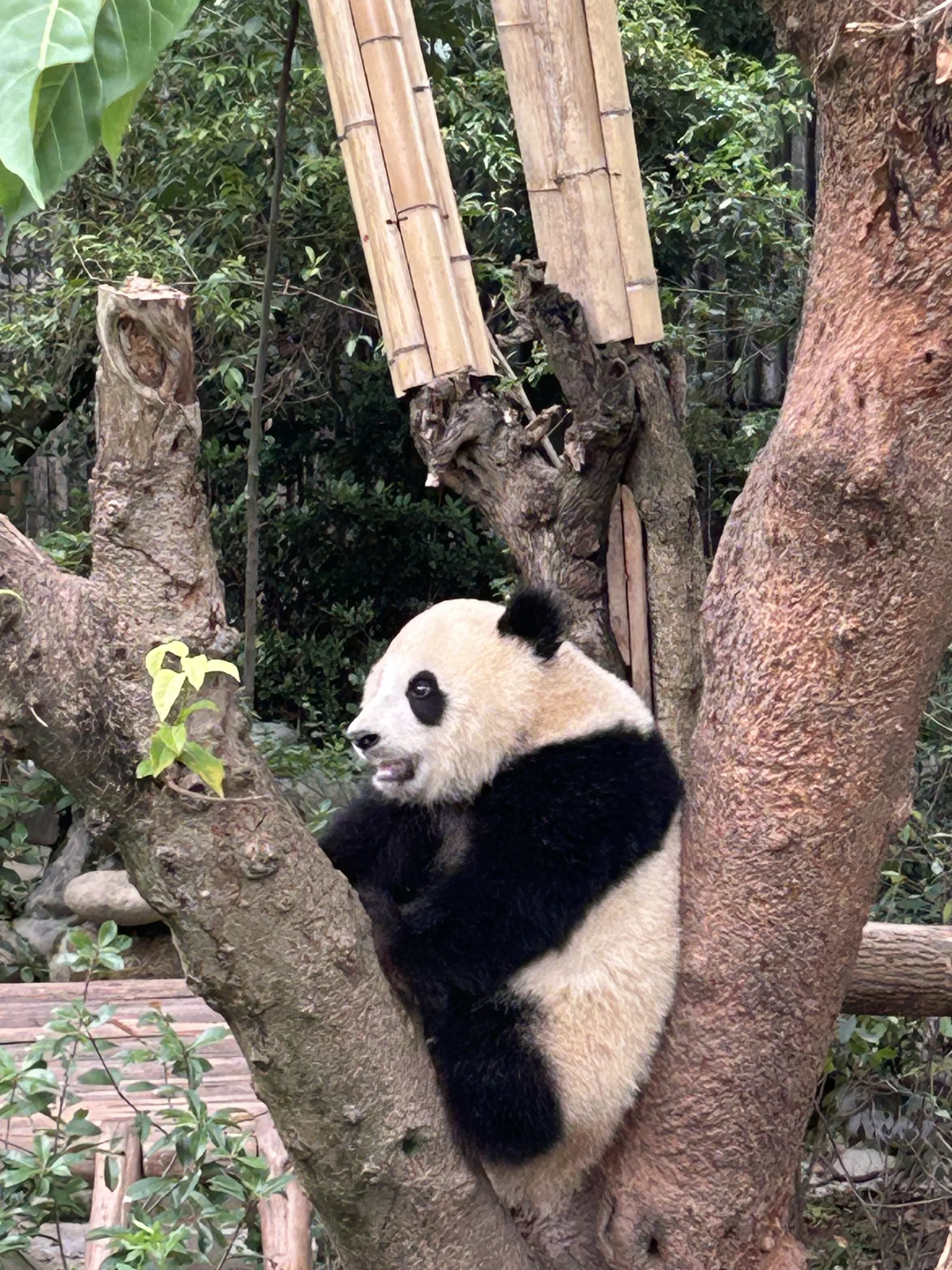 Chengdu, China — cinematic destination photography by Untold Vista
