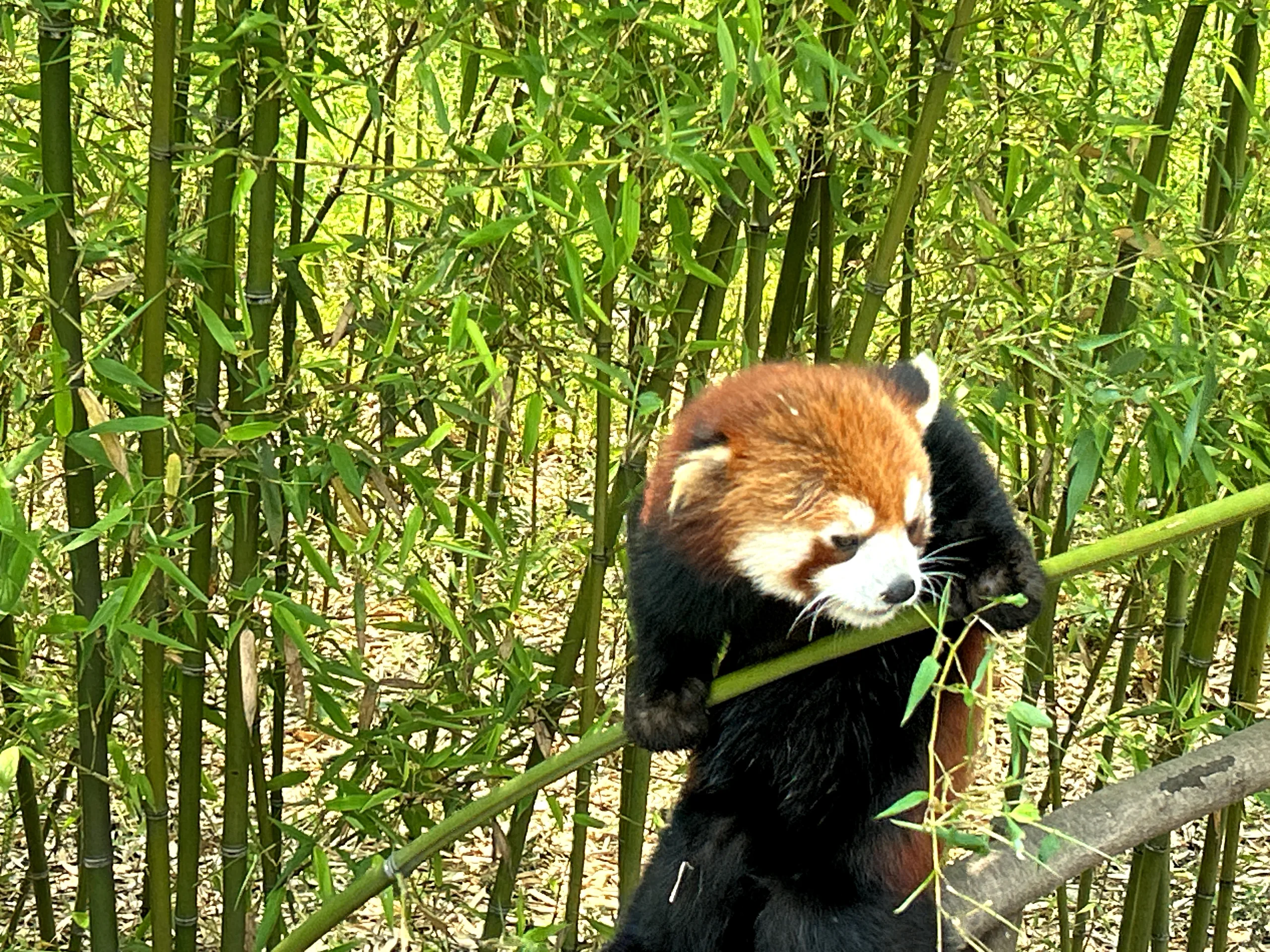 Chengdu, China — cinematic destination photography by Untold Vista
