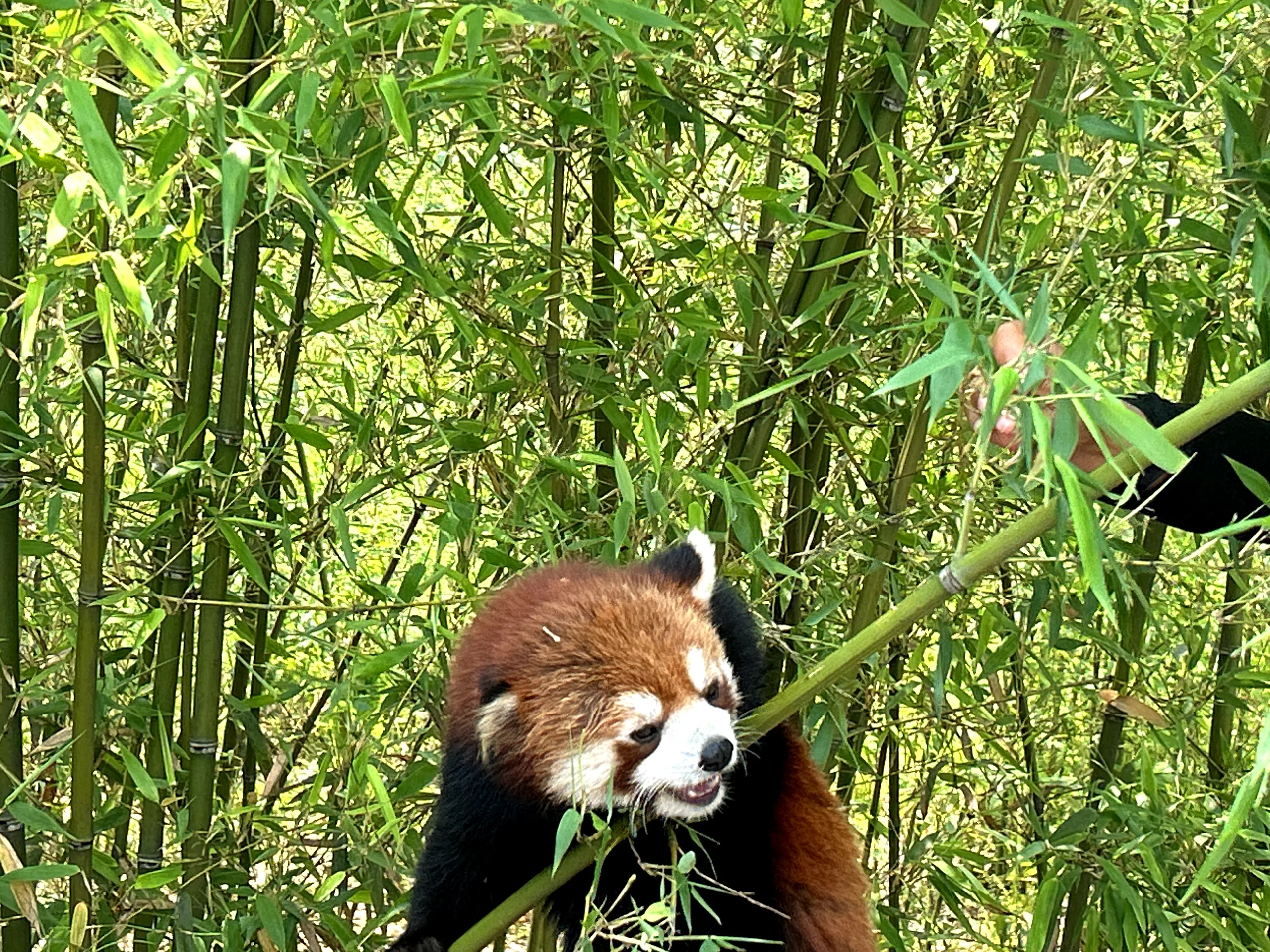 Chengdu, China — cinematic destination photography by Untold Vista